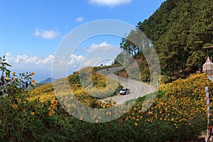 Beautiful mexican sunflower on mountains in Thailand