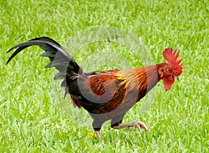 Beautiful Miami Rooster