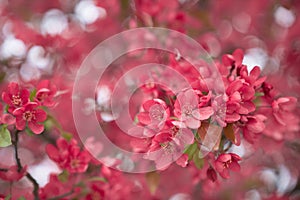 Beautiful Michigan Blossoms