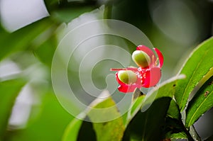 Mickey mouse plant red flower with its green seeds in a spring season at a botanical garden.