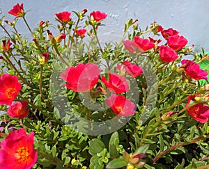 Beautiful micro image of comman purslane india