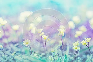 Beautiful micro wildflowers in the dreamy meadow. Delicate pink and blue colors pastel toned. Shallow depth macro background.