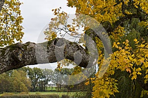 Beautiful mighty fleeced with moss maple tree branch with yellow leaves on a cloudy day. Beautiful nature scene at fall