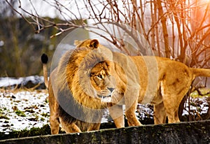 Beautiful Mighty Lion with lioness. Lion family