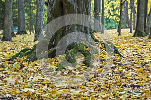 Beautiful mighty maple tree trunk with great fleeced with moss roots. Beautiful nature scene at fall season