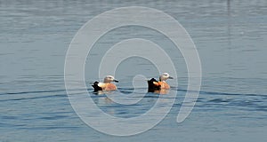 Beautiful migratory bird ruddy shelduck seen in Bhopal