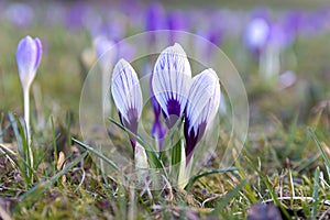 Beautiful mild violet, light blue sunny crocuses blooming in the city park