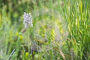 Beautiful Military orchid, Orchis militaris blooming