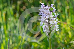 Beautiful Military orchid, Orchis militaris blooming