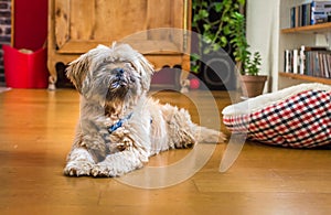 Beautiful milk chocolate havanese dog