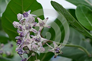 Beautiful Milkweed, Gigantic Swallowwort