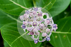 Beautiful Milkweed, Gigantic Swallowwort