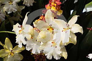 Beautiful Miltonia Orchid