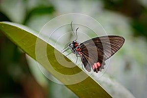 Beautiful Mimoides ilus butterfly on a leaf