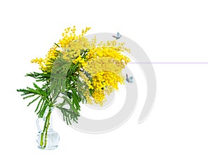 Beautiful mimosa flower blossom in glass vase, butterflys isolated on white background, macro. Shallow depth. Spring floral mixed
