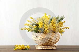 Beautiful mimosa flowers in wicker basket on wooden table against white background