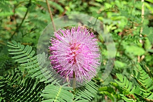 Mimosa pudica flower, closeup