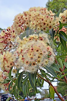 Beautiful mimosa tree in bloom