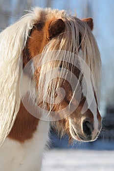 Beautiful mini horse portrait