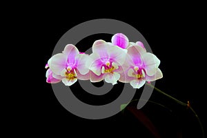 Beautiful mini phalaenopsis orchids against black background