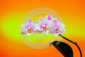 Beautiful mini phalaenopsis orchids against gradient background