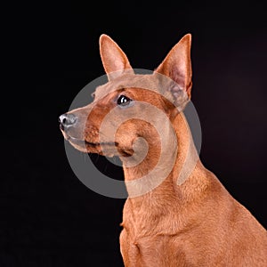 Beautiful Miniature Pinscher dog