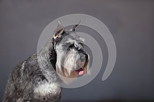 Zwergschnauzer dog