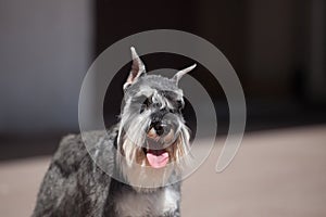 Zwergschnauzer dog