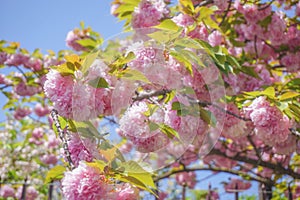 Beautiful Mint Sakura