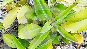 Bright Foliage Under the Sun