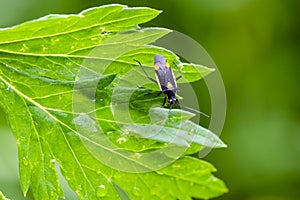Beautiful mirid bug on grass in field