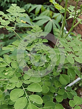 Beautiful moringa leaves after rain