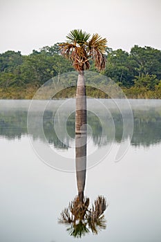 Beautiful mirror reflection of a palm tree in an Amazonian lagoon in morning mood, Amazonia, San Jose do Rio Claro, Mato Grosso,