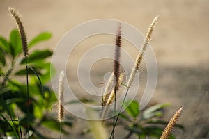 Beautiful mission grass in the morning, sunrise