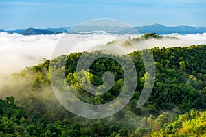 Beautiful mist over green forest on mountain