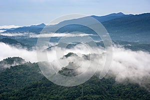 Beautiful mist over green forest on mountain