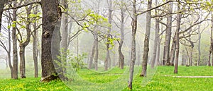 Beautiful mistery view of the foggy forest in spring