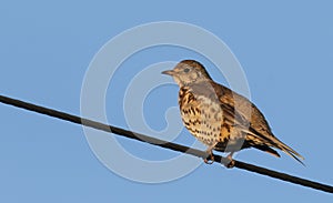 A beautiful Mistle Thrush Turdus viscivorus perched on a wire.