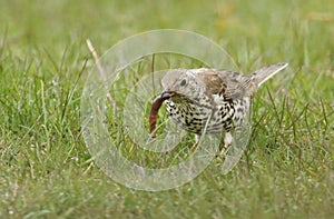 A beautiful Mistle Thrush Turdus viscivorus with a worm in its beak that it has just caught in the grass.