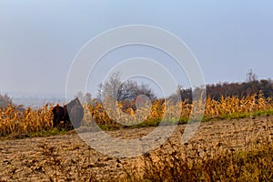 Beautiful misty autumn landscape and horses grazing