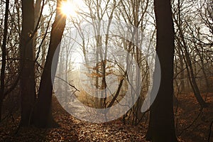 Beautiful misty forest path with sunbeam