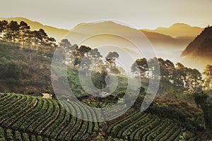 Beautiful misty morning sunrise in strawberry garden and strawberry farm at Doi Ang Khang
