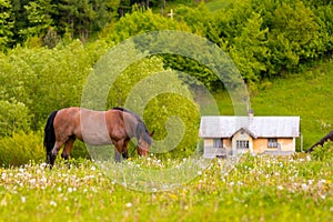 Beautiful misty summer landscape and horses grazing