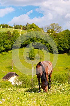 Beautiful misty summer landscape and horses grazing