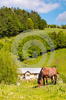 Beautiful misty summer landscape and horses grazing