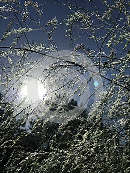 Beautiful Misty Trees and Vegetation Covered with Dew and Sun flares and Halos Around the Sun