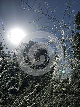 Beautiful Misty Trees and Vegetation Covered with Dew and Sun flares and Halos Around the Sun photo