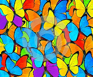 Beautiful mix colorful butterfly background.Colorful Mixed Butte