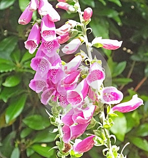 Beautiful mix of Fox Glove flowers and Roses in walled Garden in Ireland