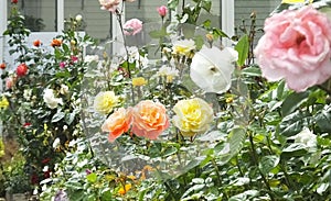Beautiful mix of Roses and flowers in walled Garden in Ireland